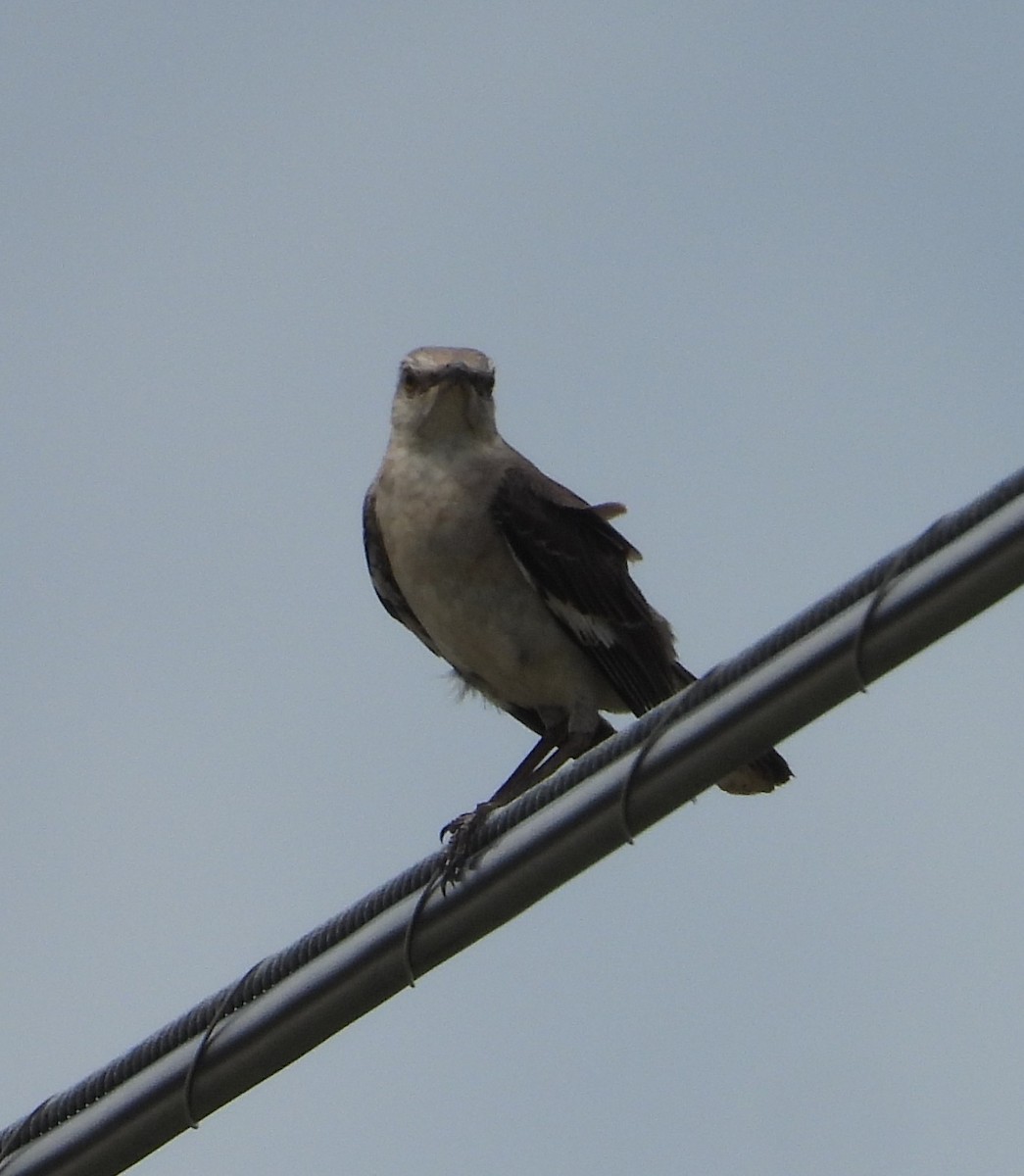Northern Mockingbird - ML638372324