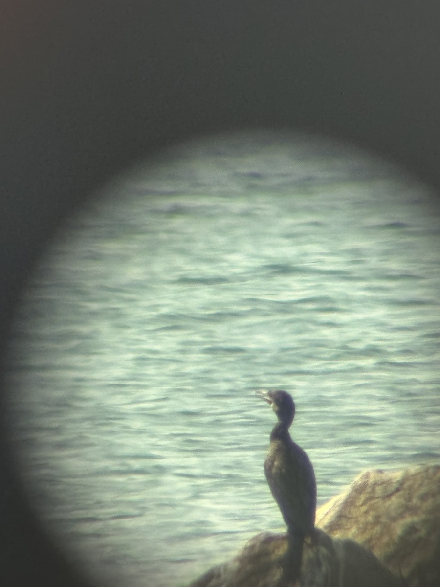 Neotropic Cormorant - ML638372327