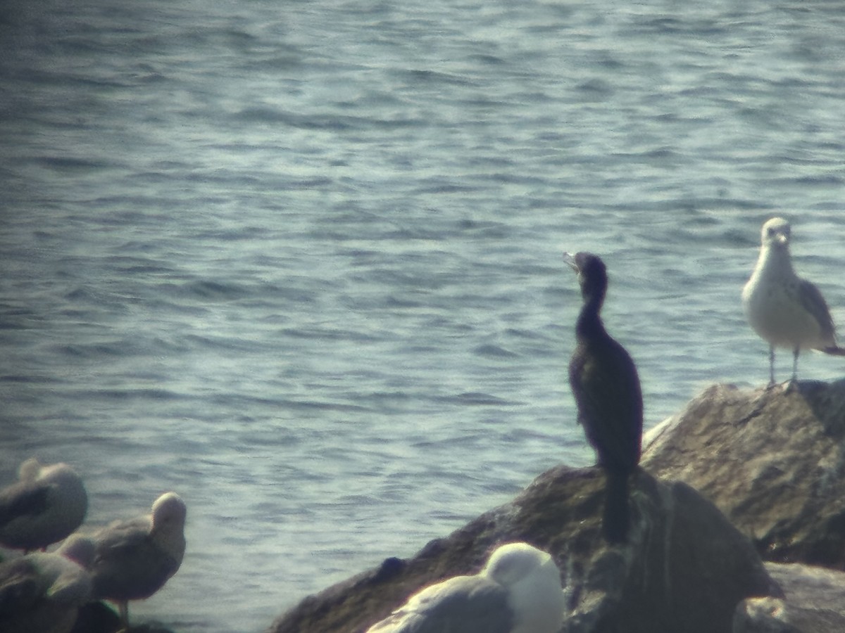 Neotropic Cormorant - ML638372328