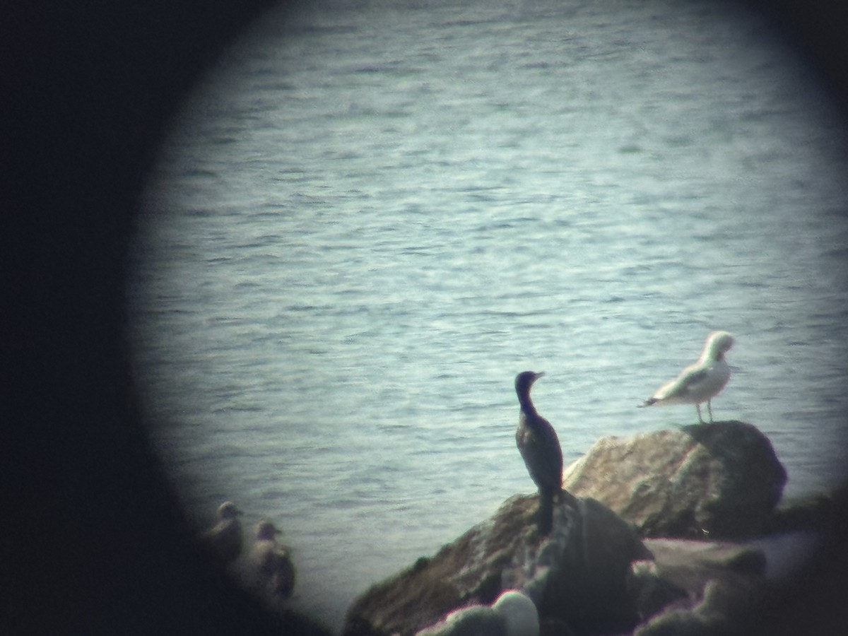 Neotropic Cormorant - ML638372329