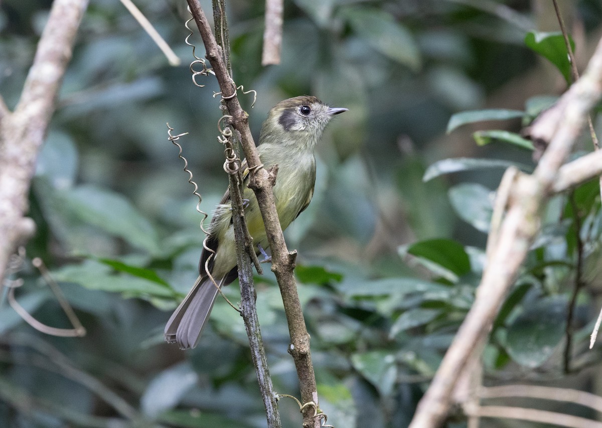 Sepia-capped Flycatcher - ML638372350