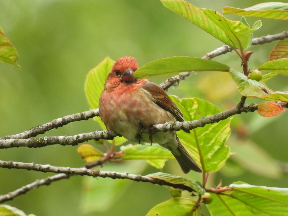 Purple Finch - ML638372370