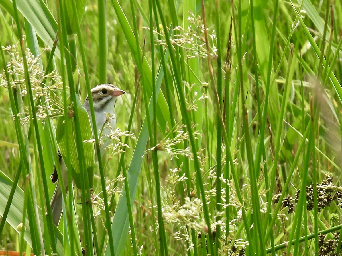 Clay-colored Sparrow - ML638372404