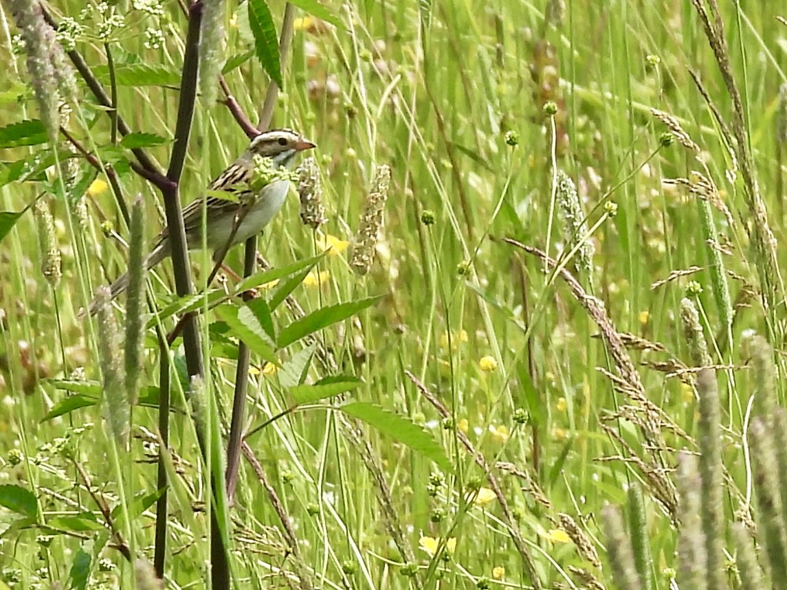 Clay-colored Sparrow - ML638372405