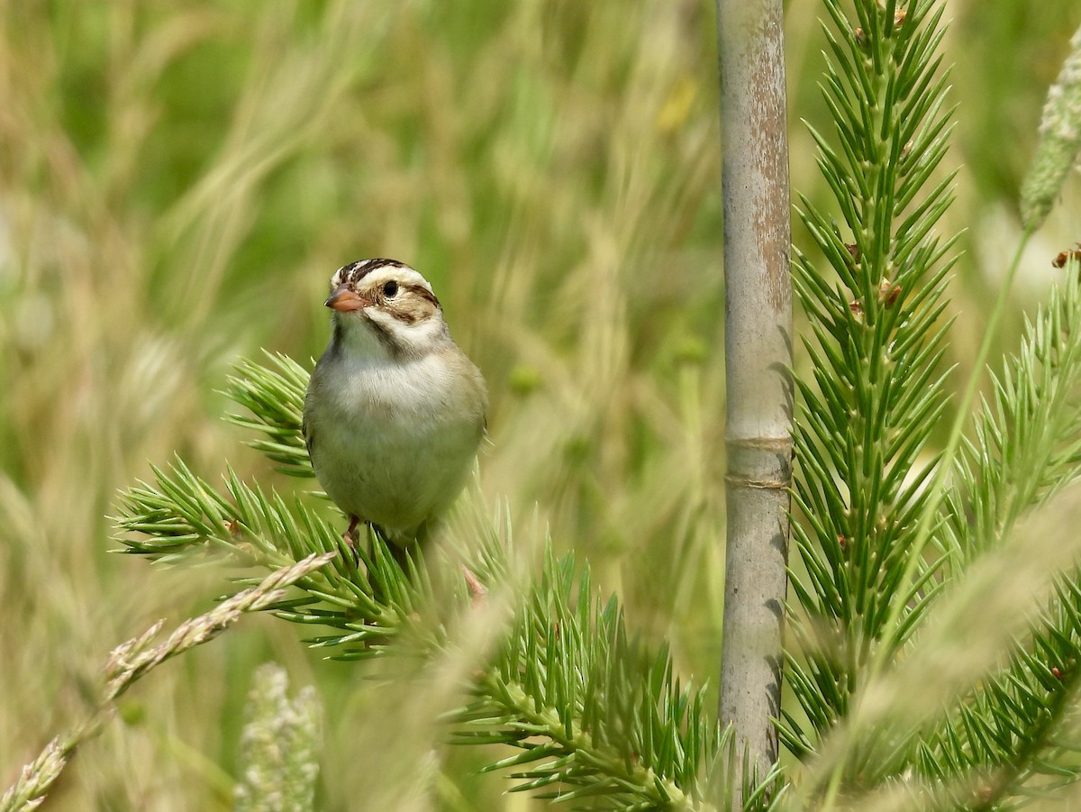 Clay-colored Sparrow - ML638372406