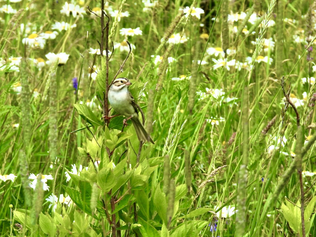 Clay-colored Sparrow - ML638372407
