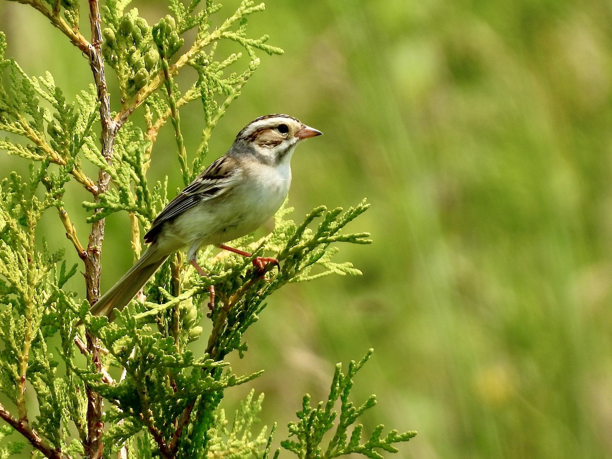 Clay-colored Sparrow - ML638372408