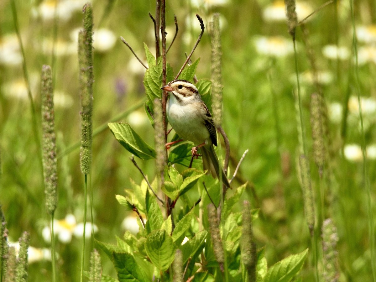 Clay-colored Sparrow - ML638372409