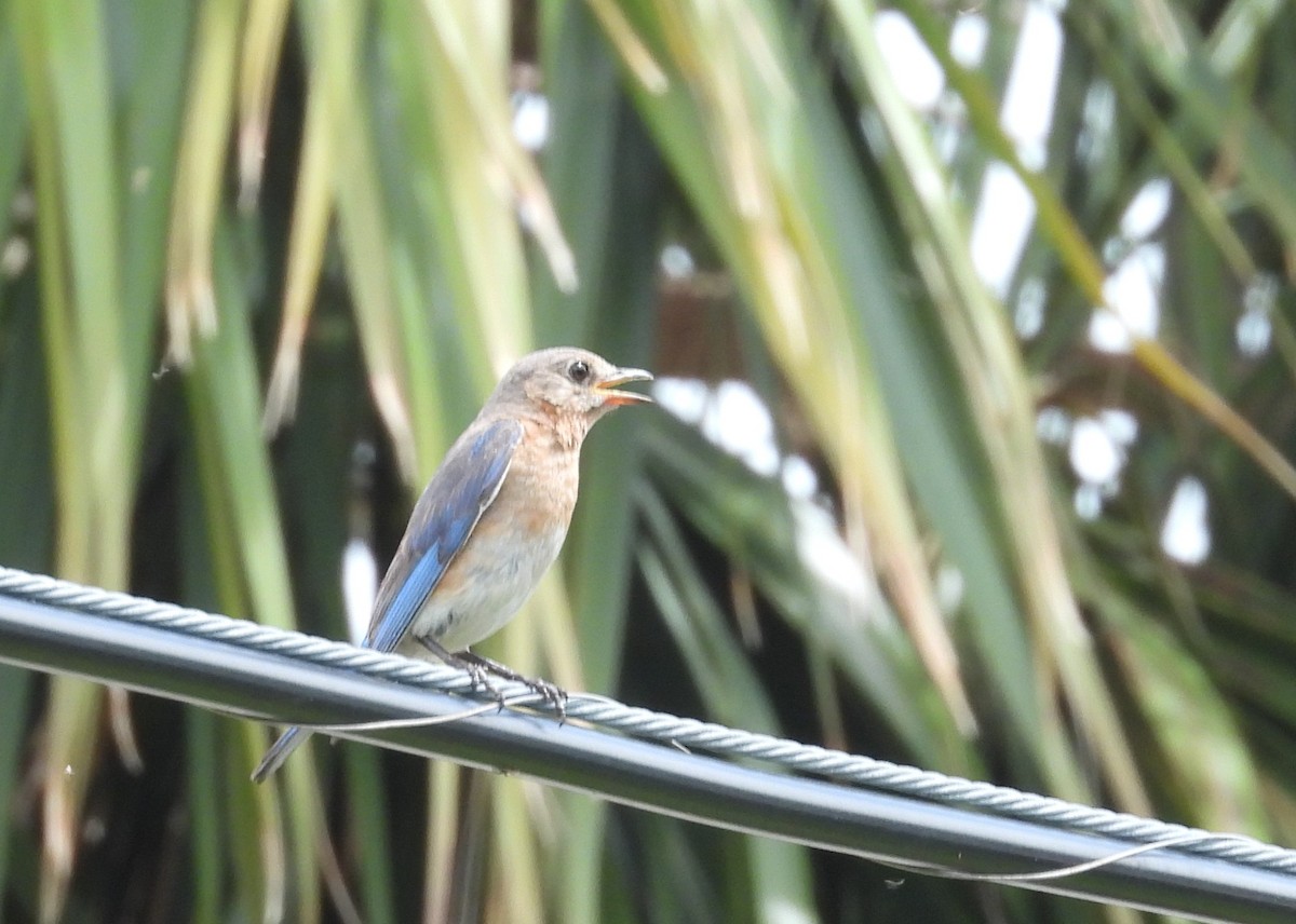 Eastern Bluebird - ML638372413