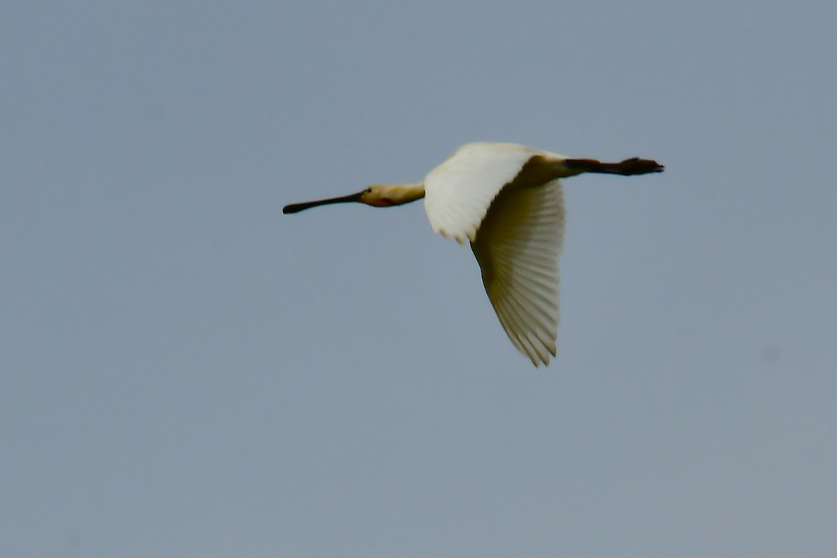 Eurasian Spoonbill - ML638372419