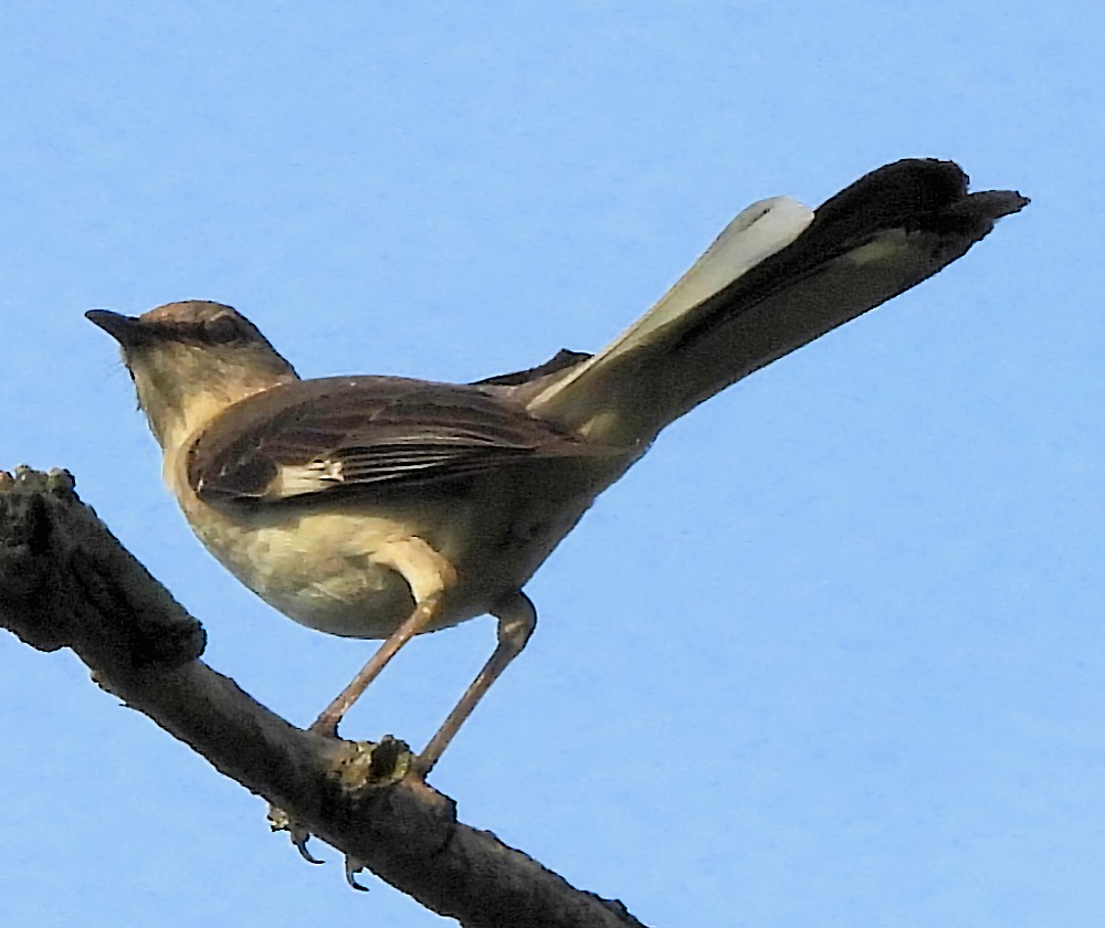 Northern Mockingbird - ML638372425