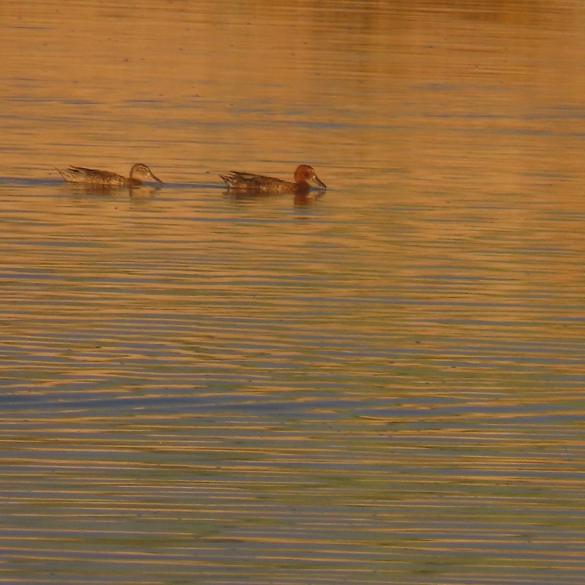 Cinnamon Teal - ML638372427