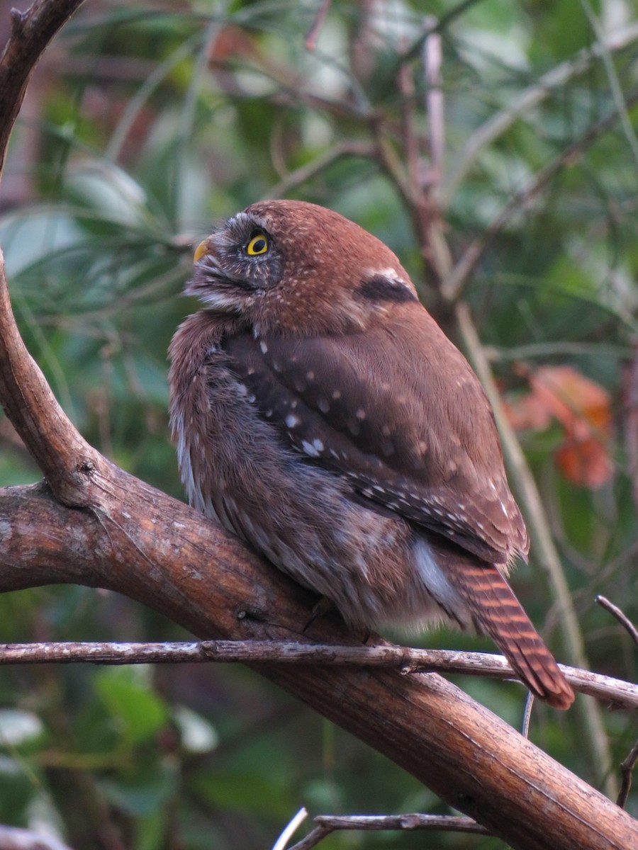 Austral Pygmy-Owl - ML638372441