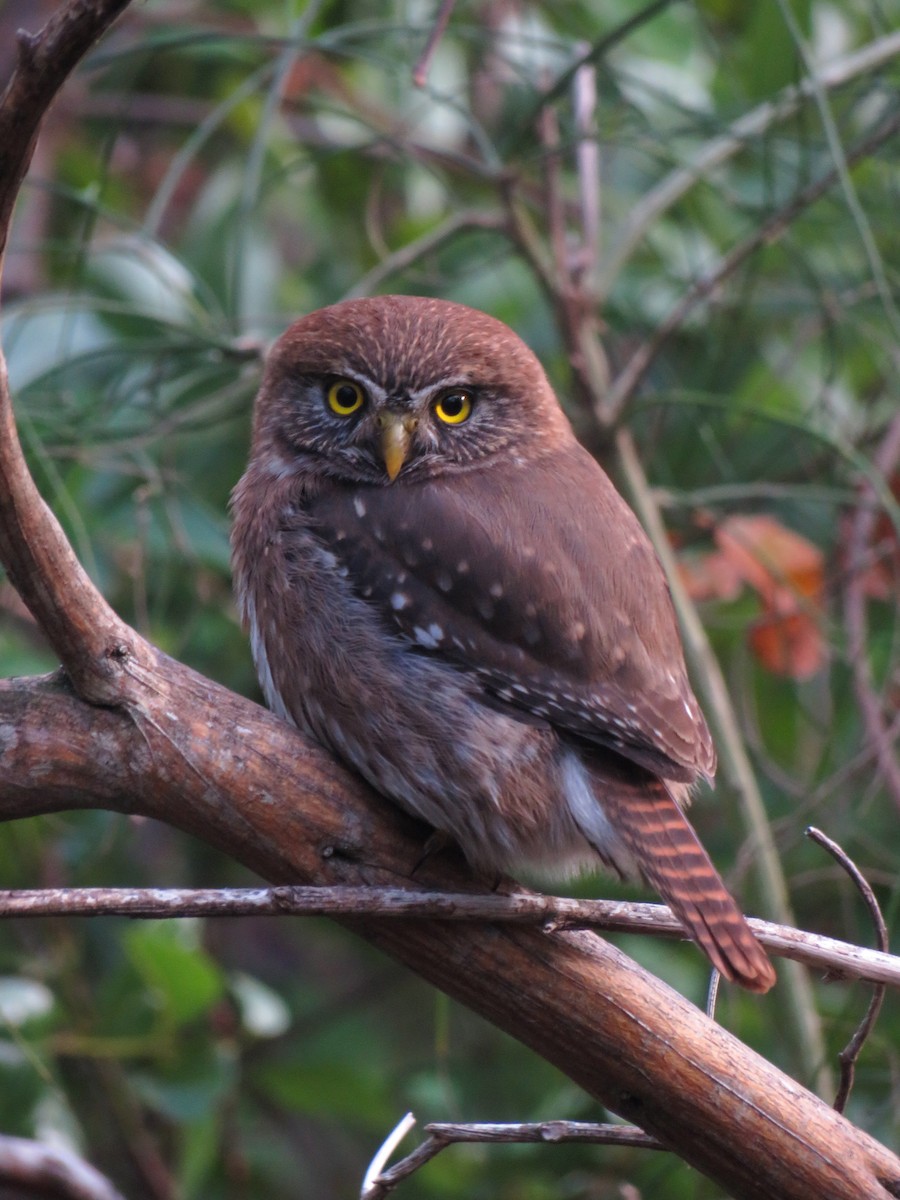Austral Pygmy-Owl - ML638372442
