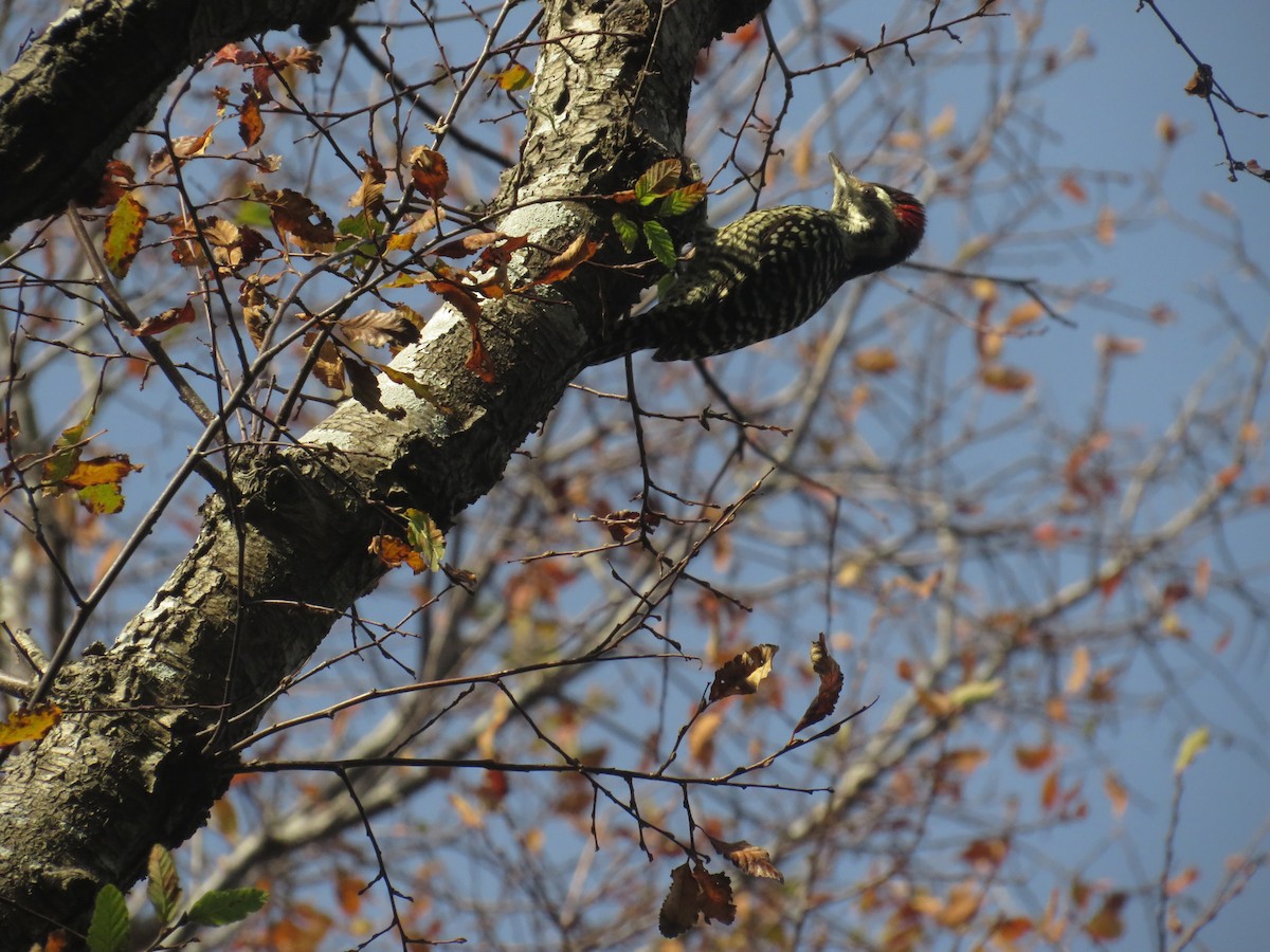 Striped Woodpecker - ML638372459