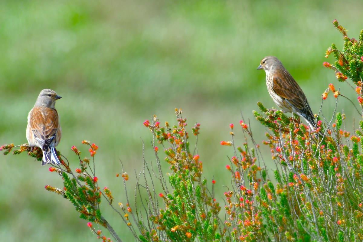 Eurasian Linnet - ML638372464