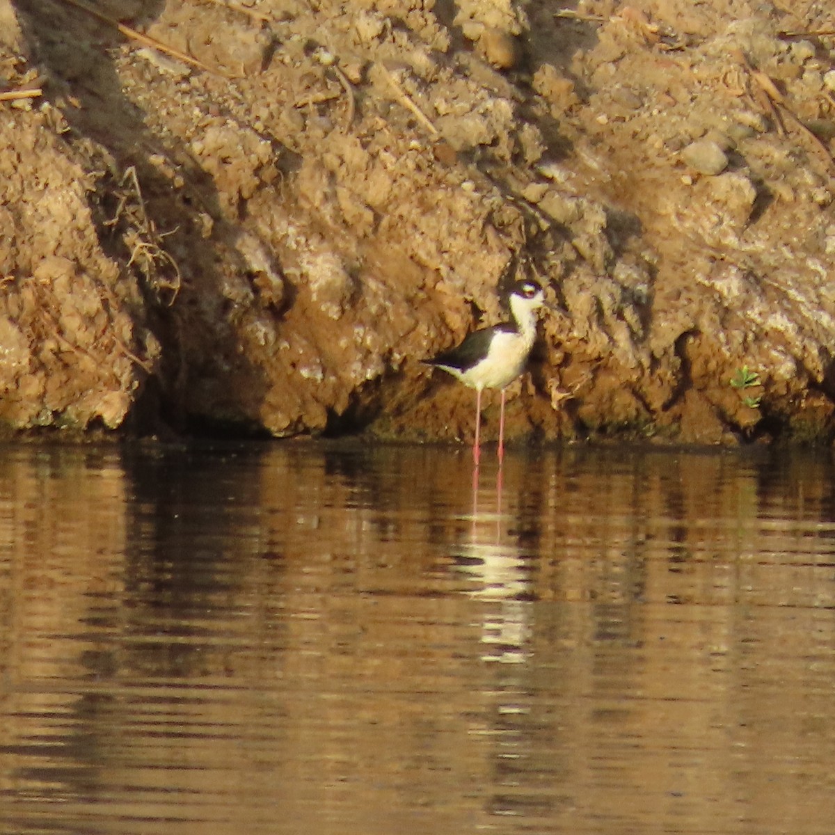 Black-necked Stilt - ML638372478