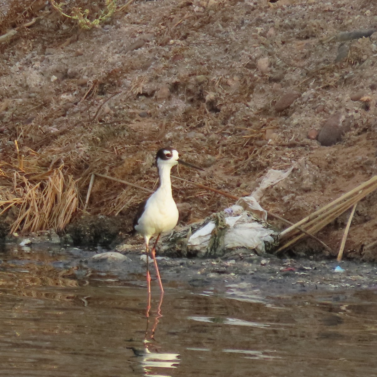 Black-necked Stilt - ML638372479