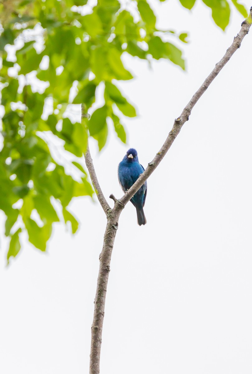 Indigo Bunting - ML638372492