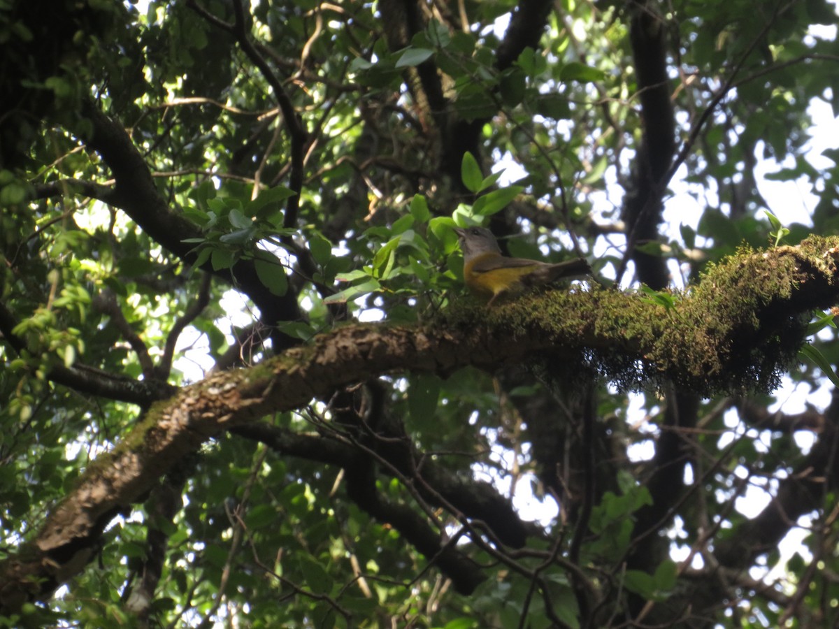 Patagonian Sierra Finch - ML638372501