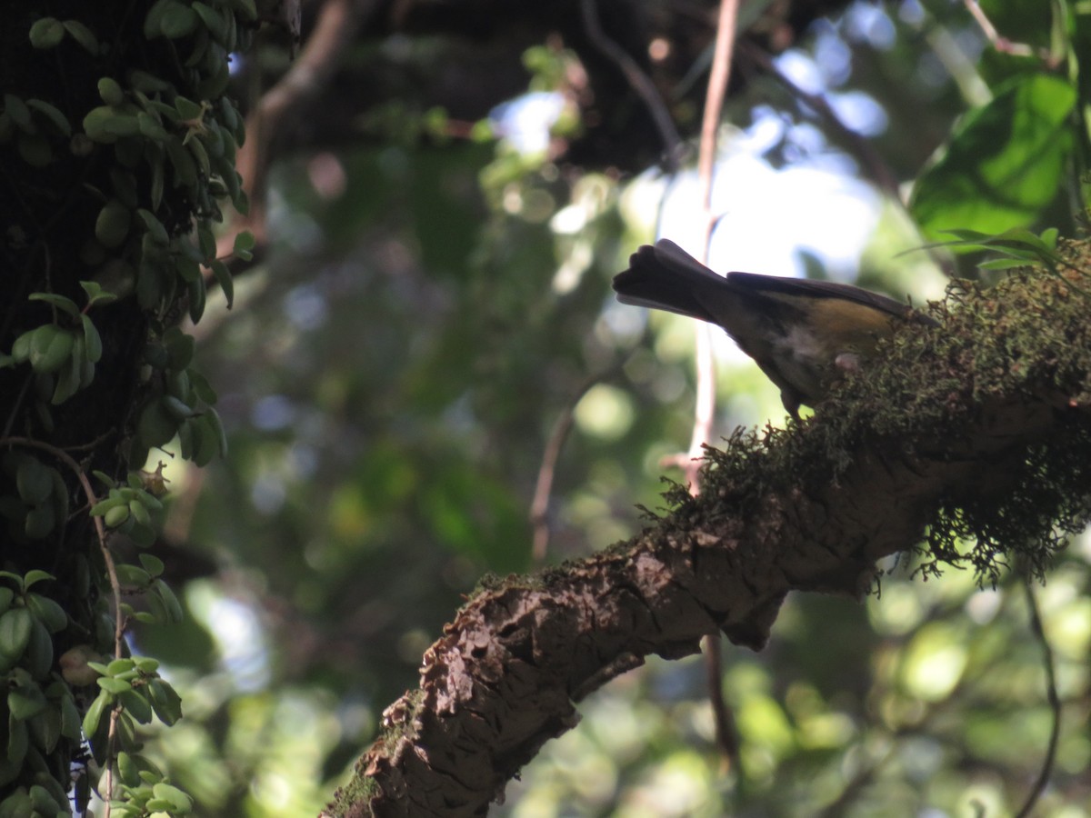Patagonian Sierra Finch - ML638372502