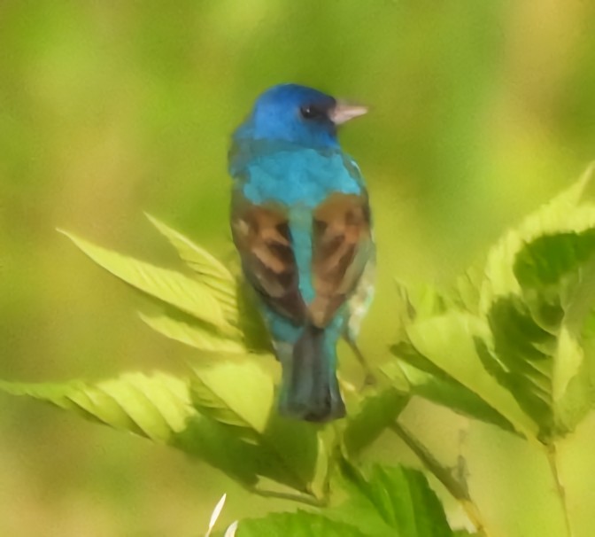 Indigo Bunting - ML638372511