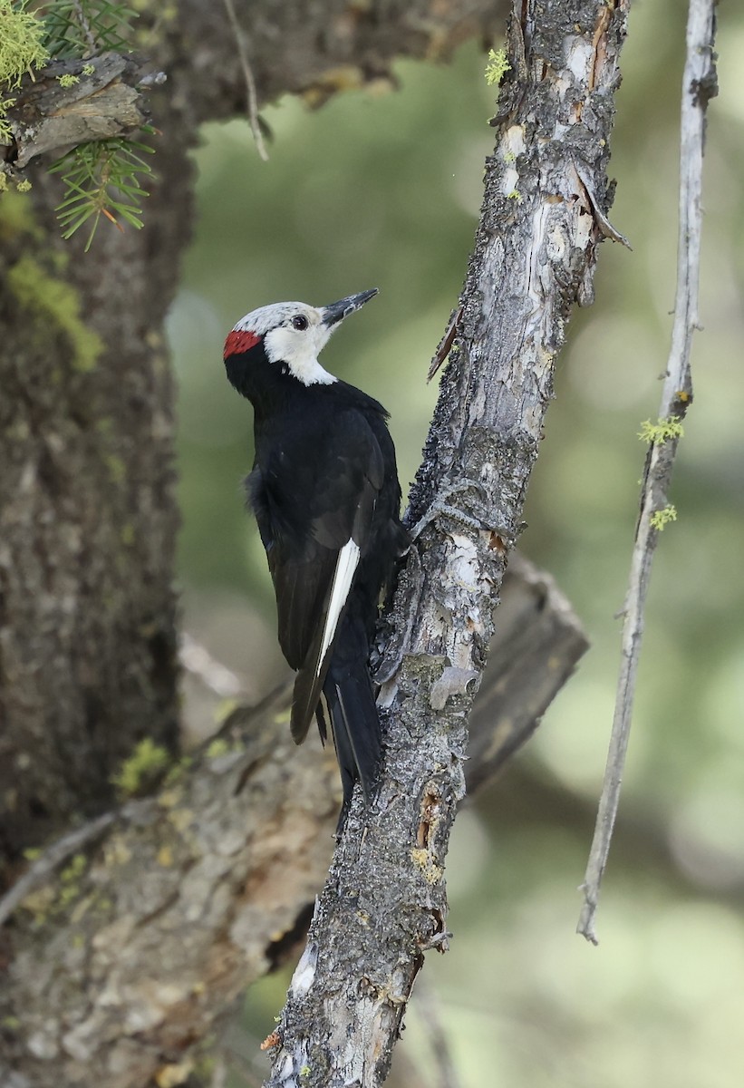 White-headed Woodpecker - ML638372519