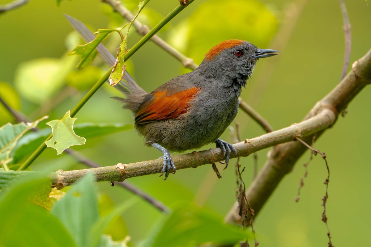 Slaty Spinetail - ML638372537