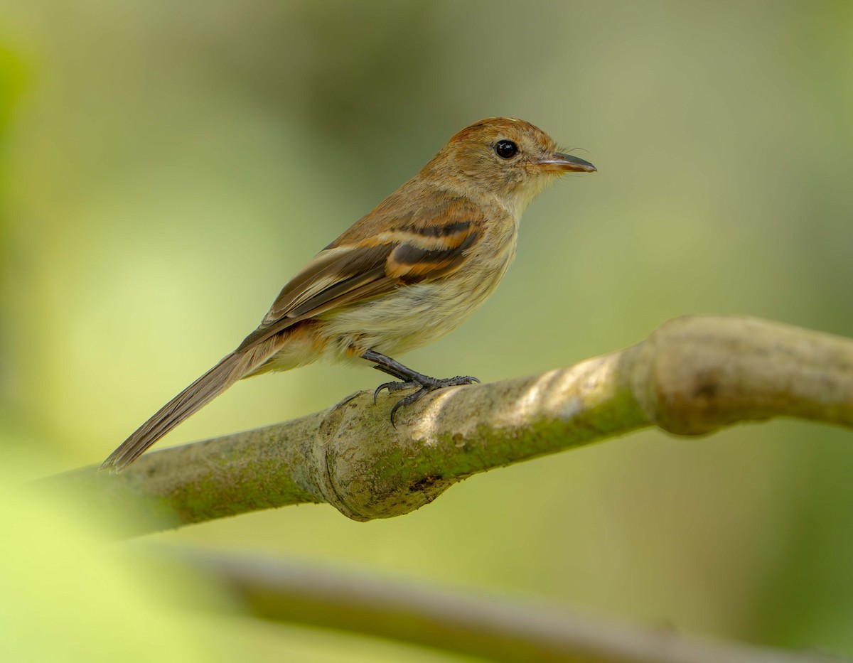 Bran-colored Flycatcher - ML638372540