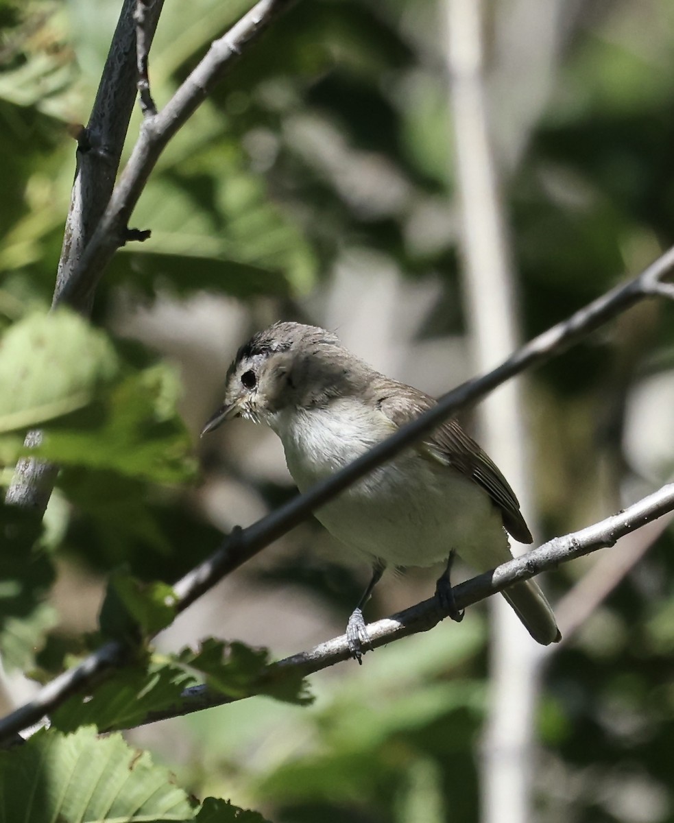 Vireo Gorjeador - ML638372555