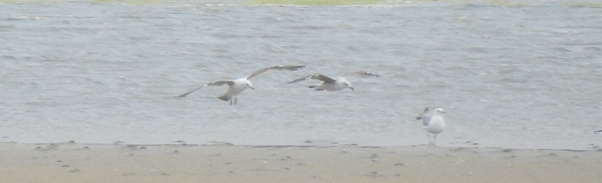 Gaviota Patiamarilla - ML638372556