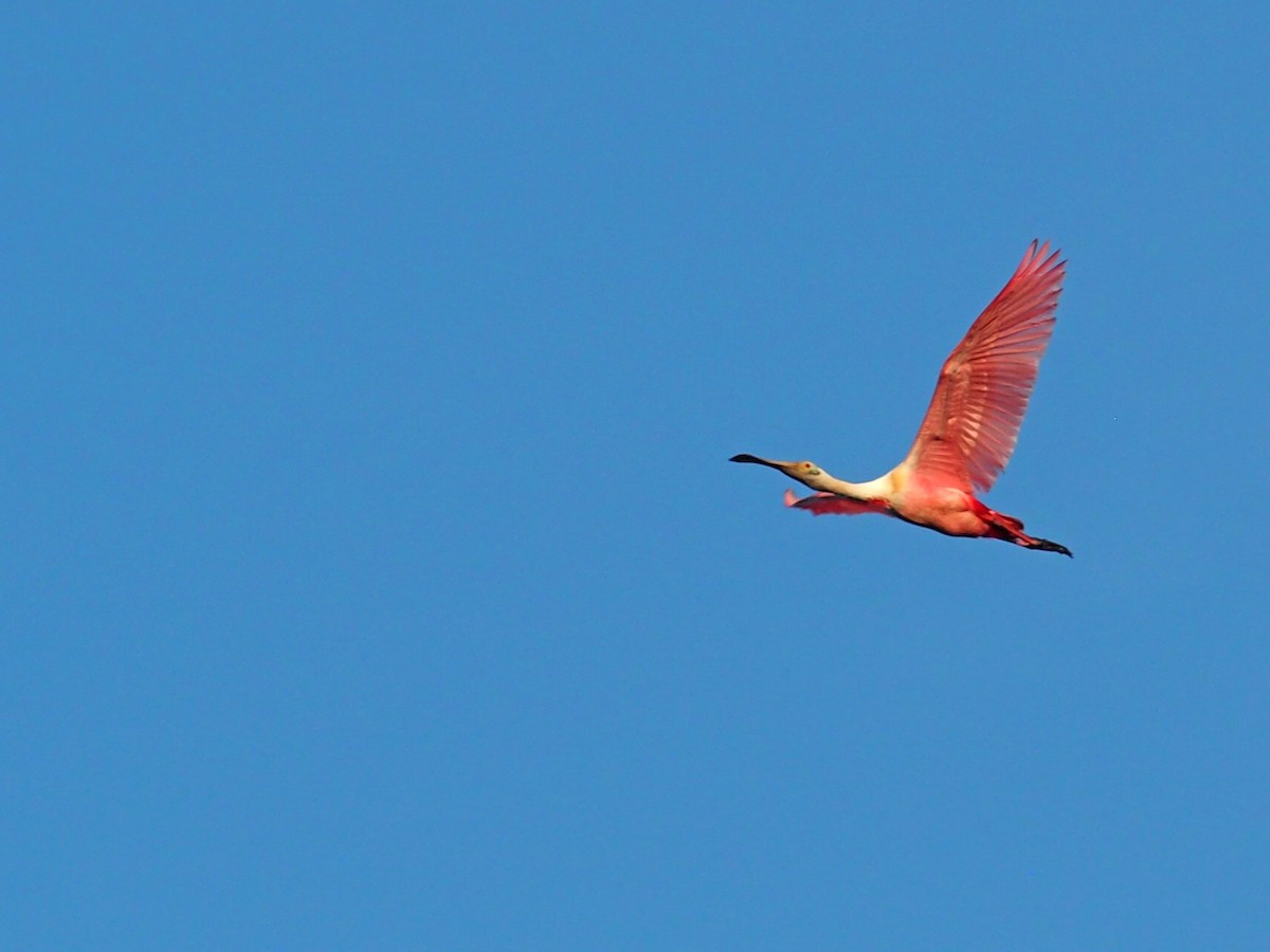 Espátula Rosada - ML638372557