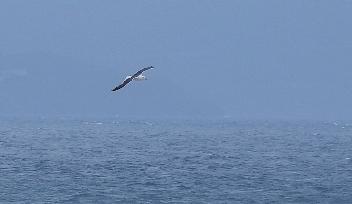 Gaviota Sombría - ML638372558