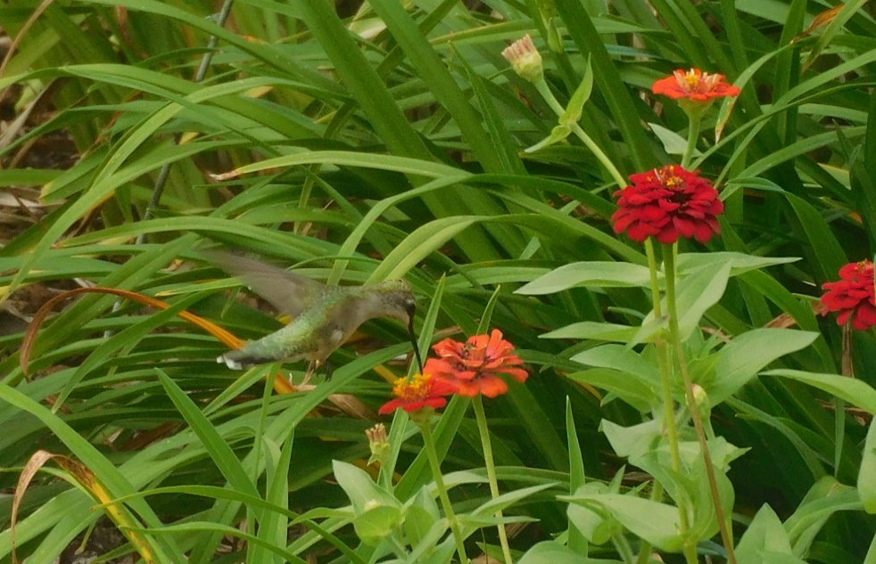 Colibrí Gorjirrubí - ML638372563