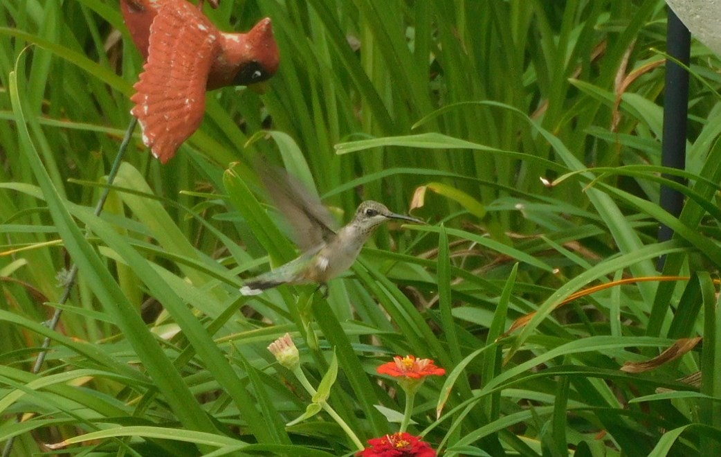 Colibrí Gorjirrubí - ML638372564
