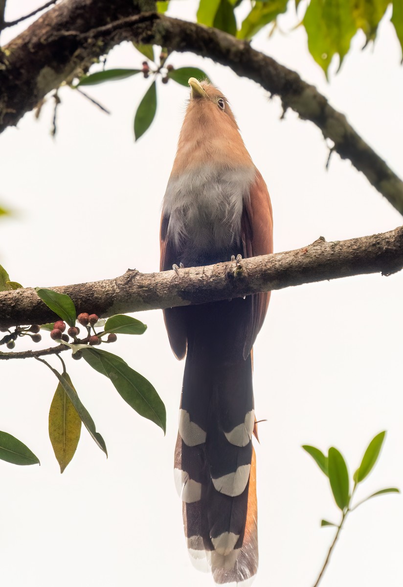 Cuco Ardilla Común - ML638372569
