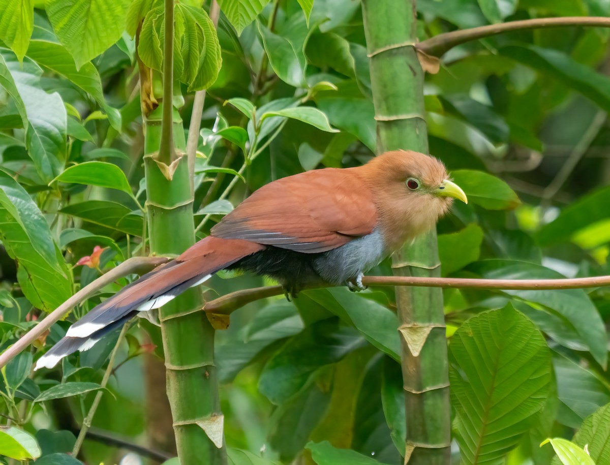Cuco Ardilla Común - ML638372572