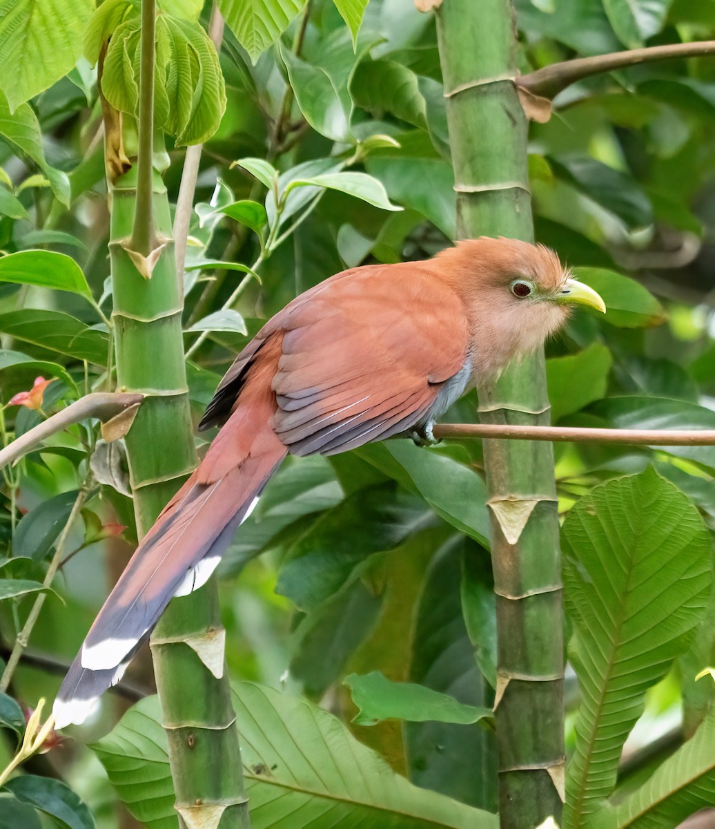 Cuco Ardilla Común - ML638372576