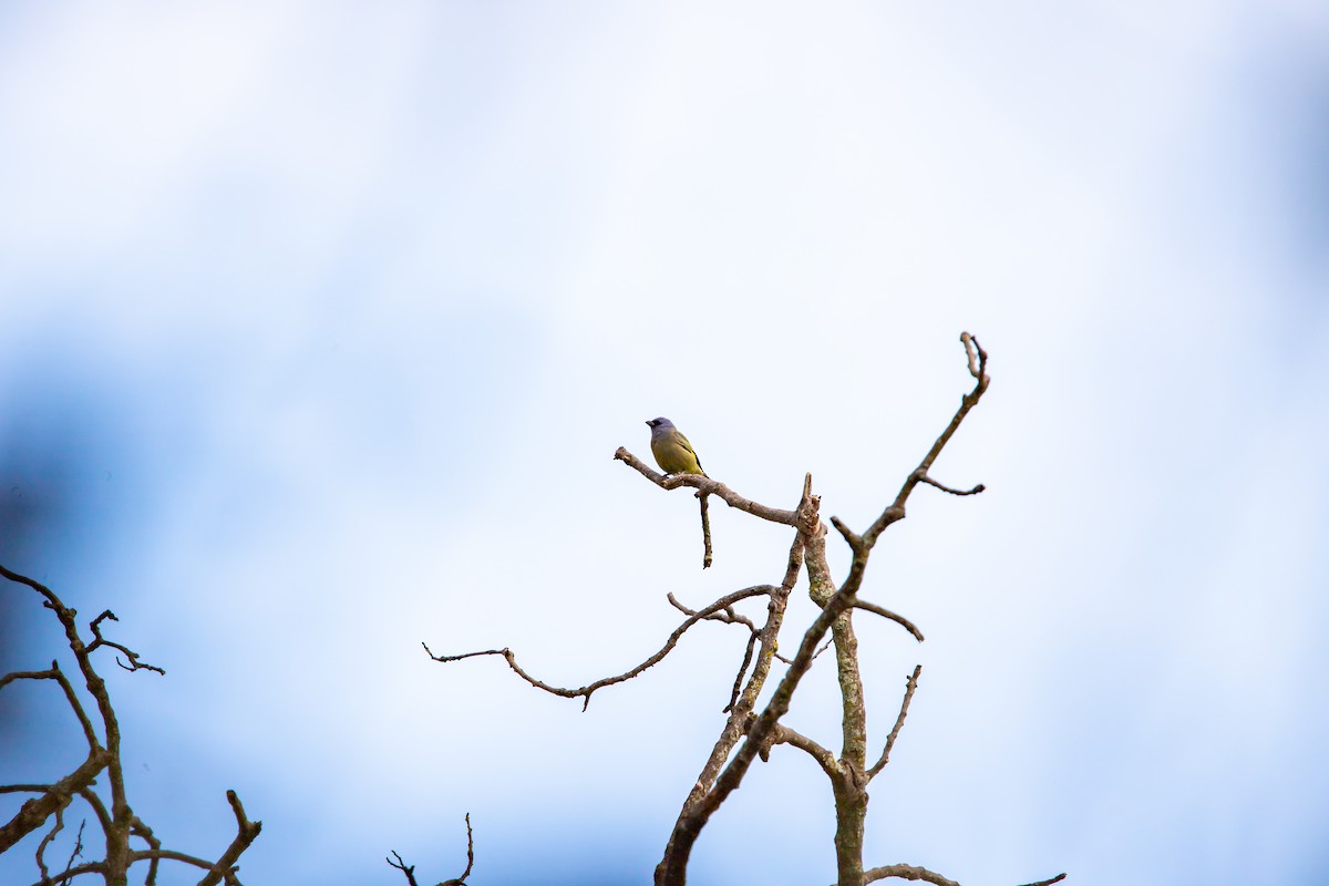 Yellow-winged Tanager - ML638372579