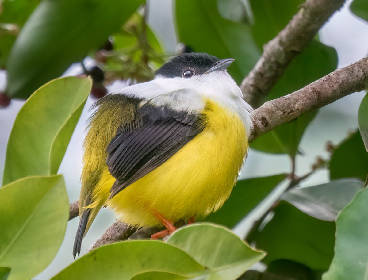 White-collared Manakin - ML638372593