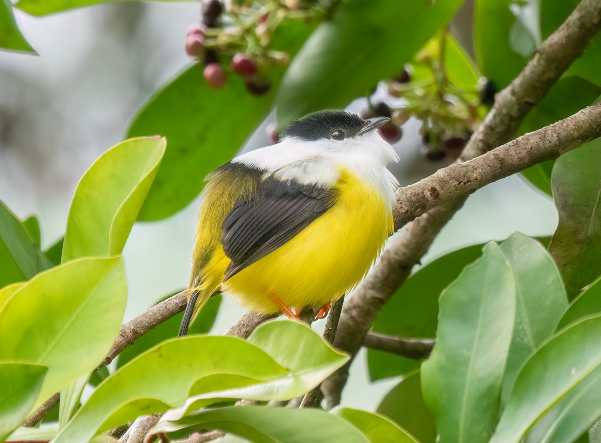 White-collared Manakin - ML638372594