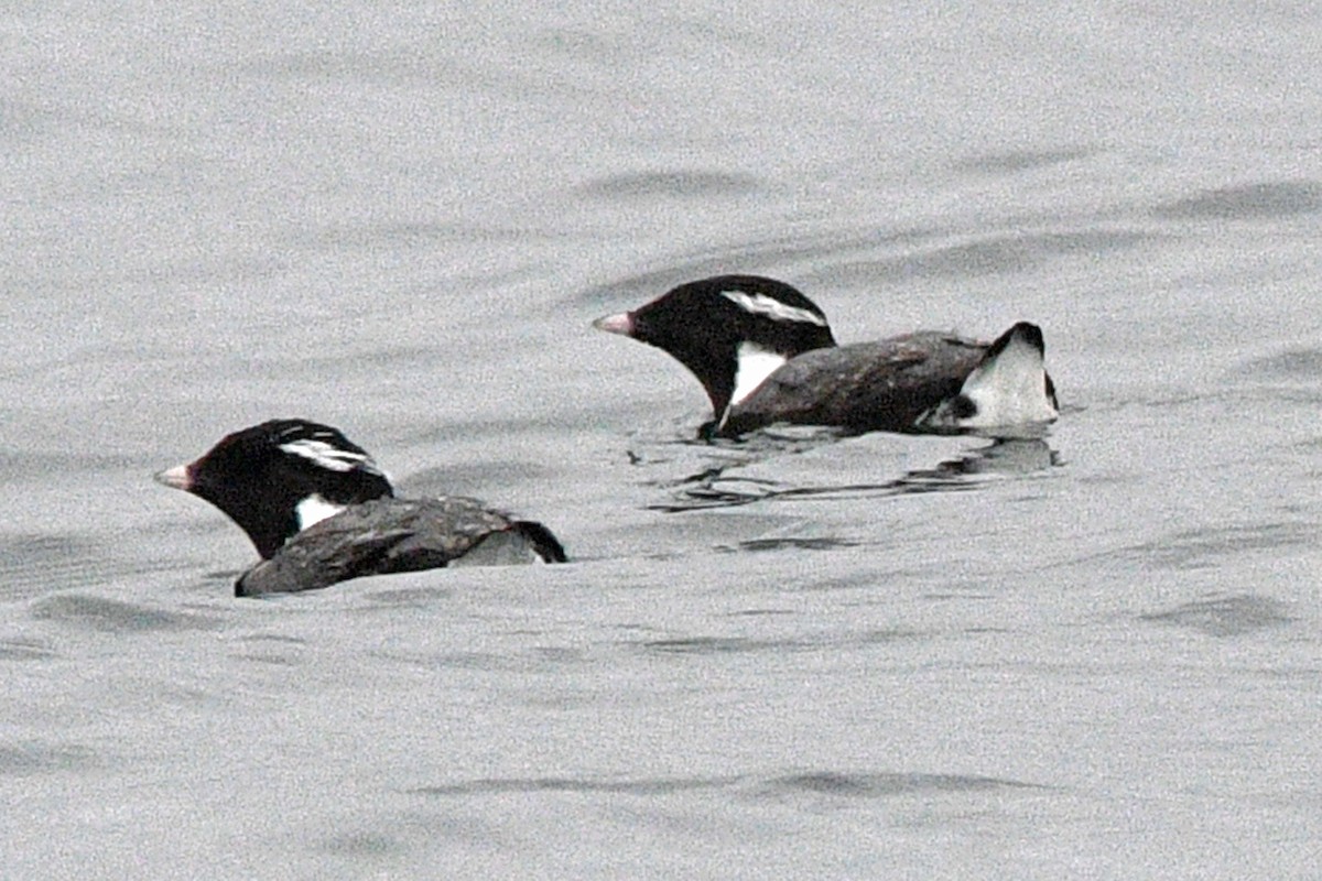 Ancient Murrelet - ML638372595