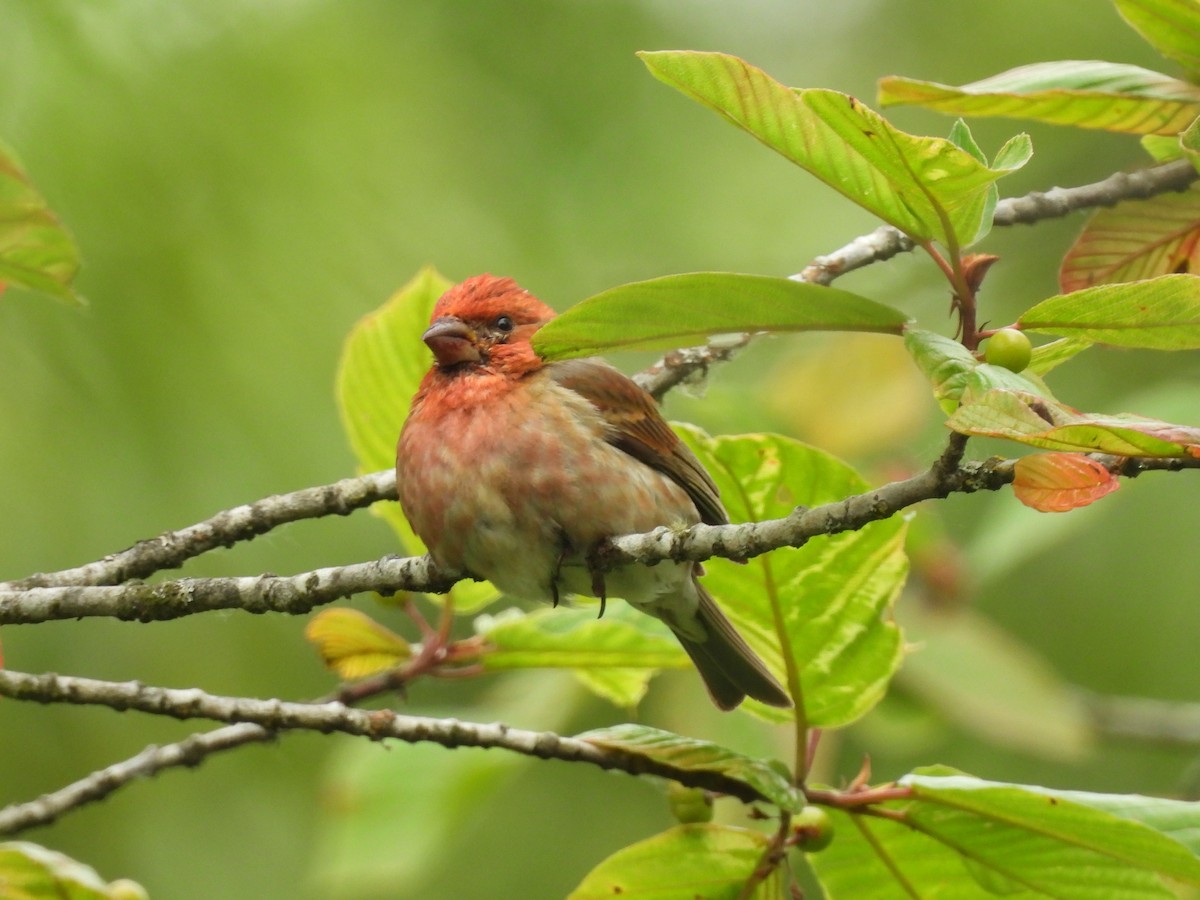 Purple Finch - ML638372611