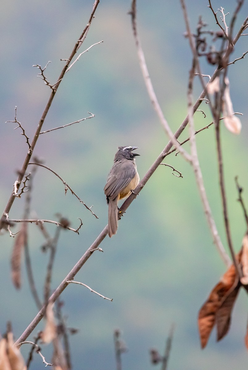 Kuzeyli Kurşuni Saltator - ML638372644