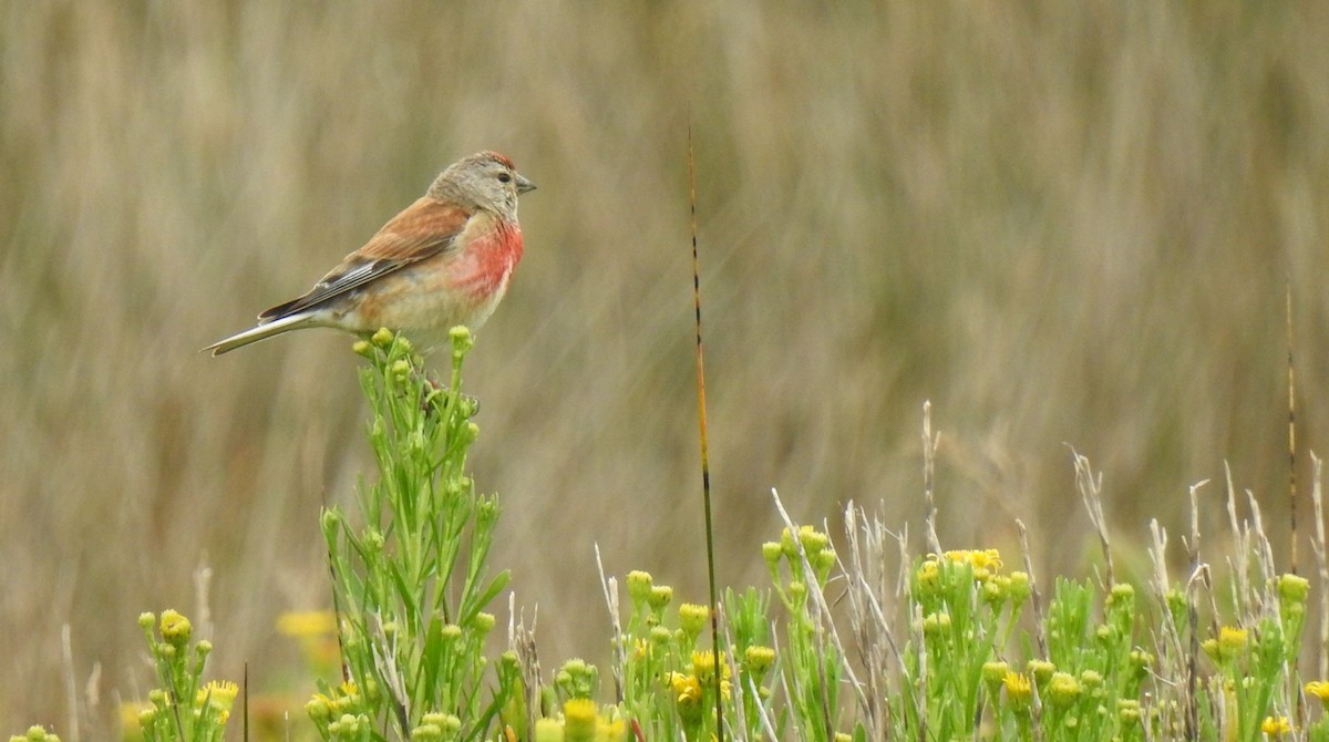 Eurasian Linnet - ML638372655