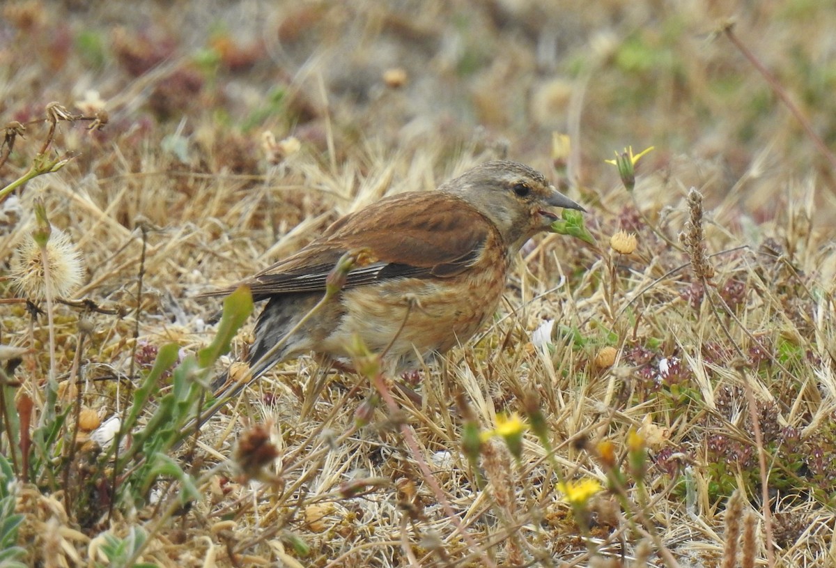 Eurasian Linnet - ML638372656