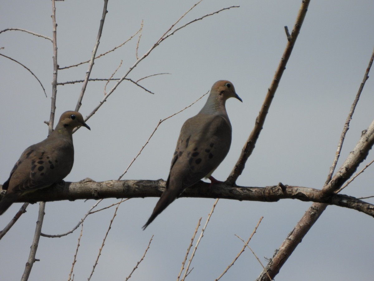 Mourning Dove - ML638372659
