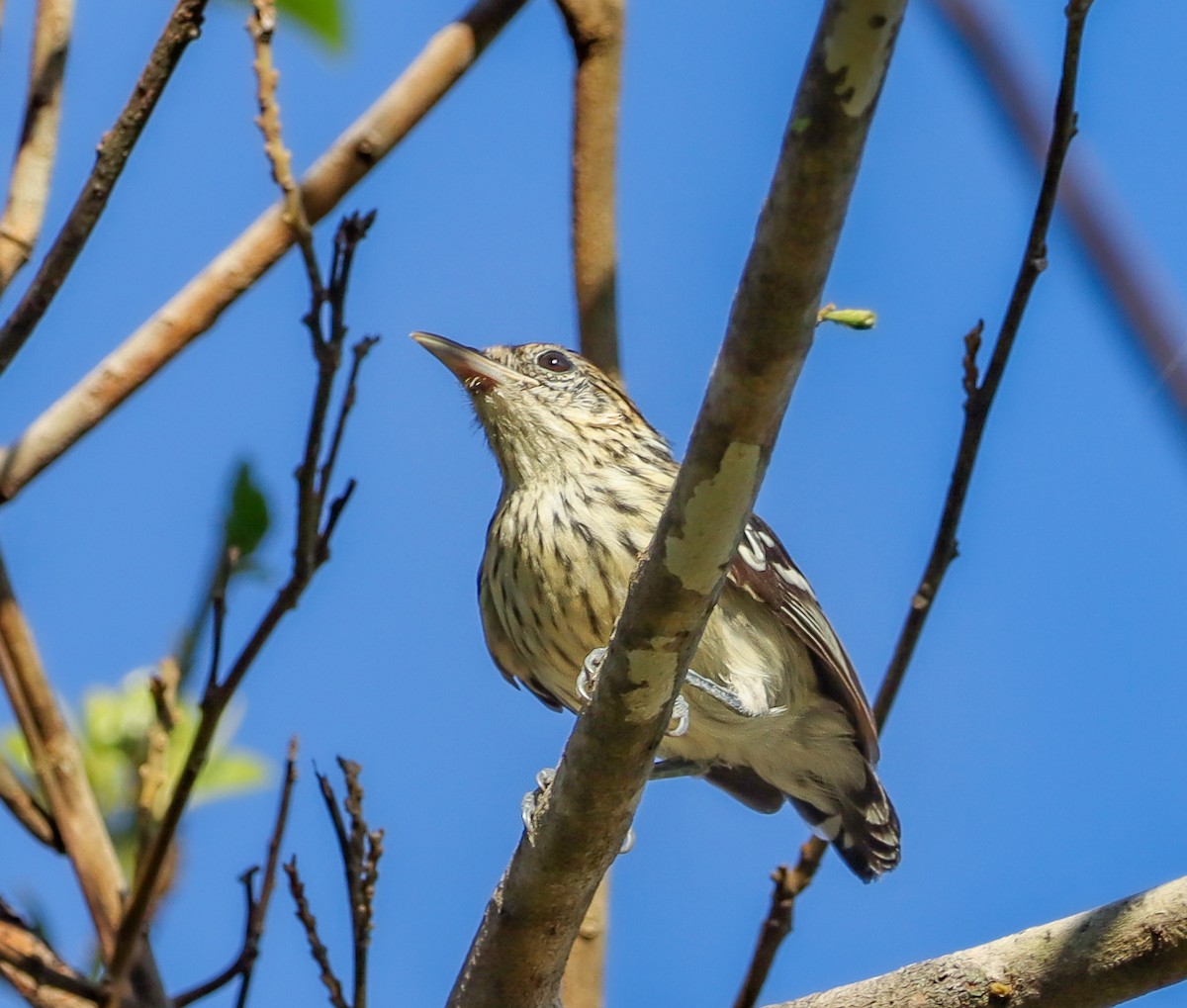 Amazonian Streaked-Antwren - ML638372661