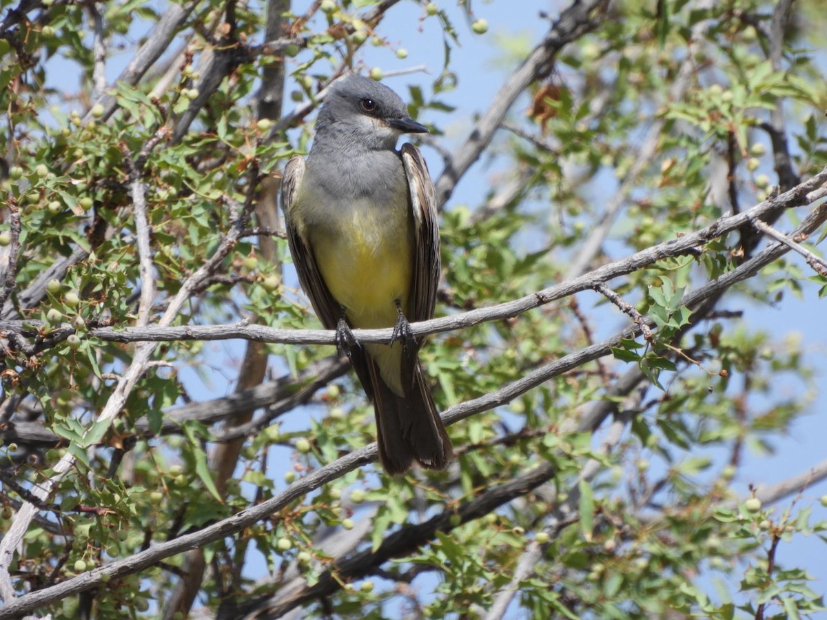 Cassin's Kingbird - ML638372668