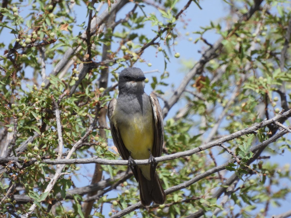 Cassin's Kingbird - ML638372670